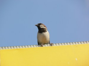 Pas_dom_fot_KWalasz_P2380098